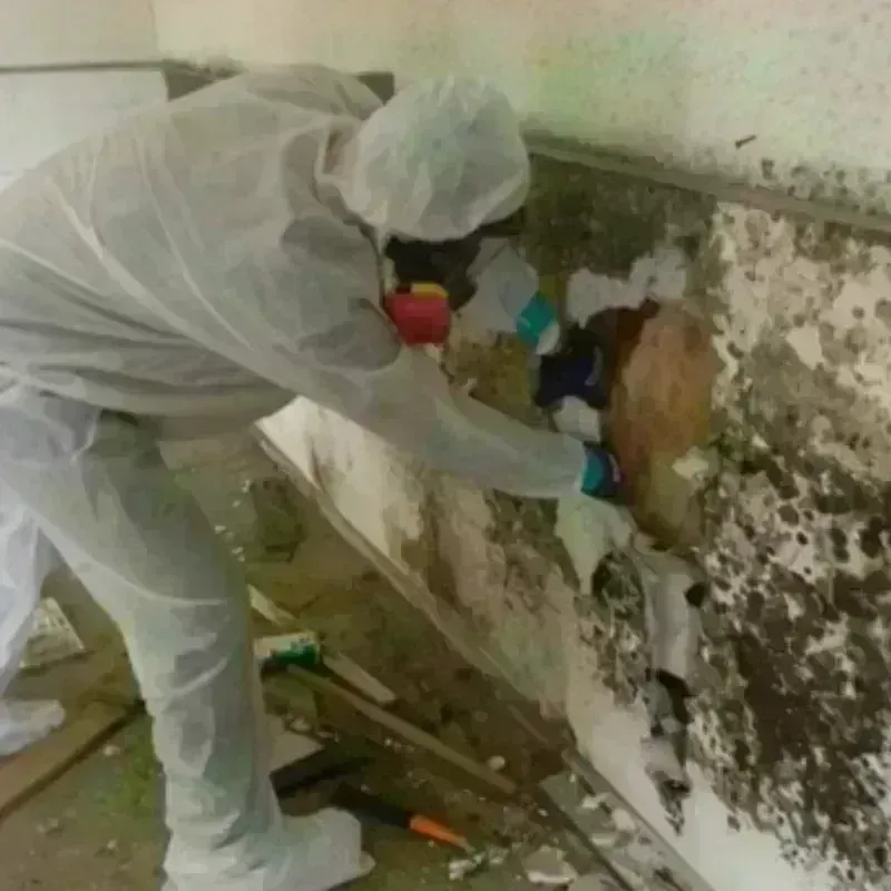 Mold Remediation and Removal in Royal Kunia, HI